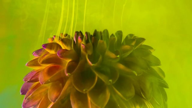 Close-up of amazing spreading of paint on a beautiful flower