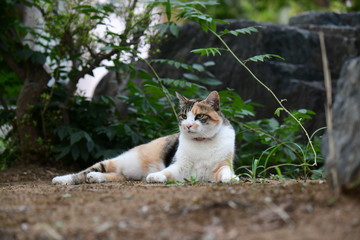 Fototapeta premium 外猫