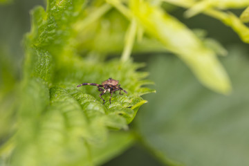 insect on a green leaf, closeup