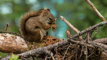 Canada squirrel eating pine near Emeral lake