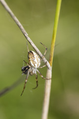 spider on the web protecting his food with net