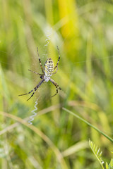 big green  spider is sitting on the web