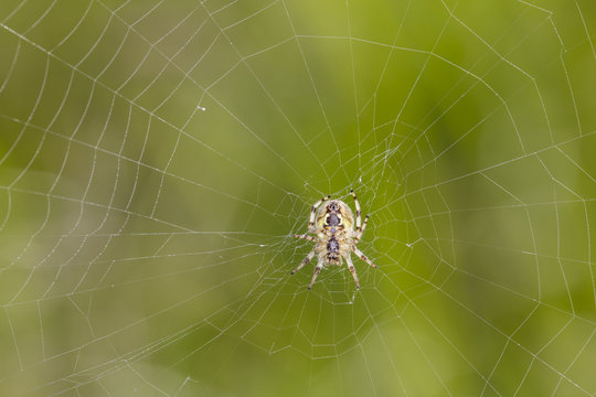 small spider on the net, green background 