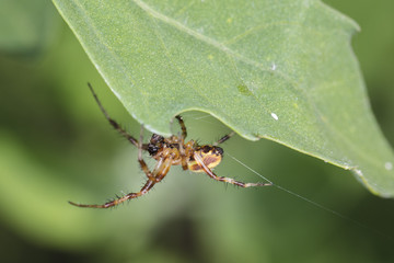 spider stretches the net under the leaf
