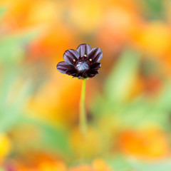Canada - Purple flower on orange blur