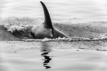 Dark encounter - Vancouver Orca