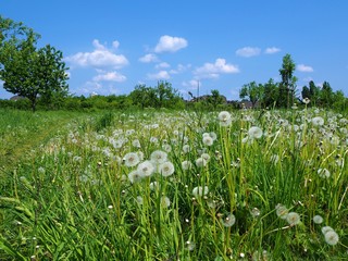 White dandelion flower field in the summer with blue sky in the background © Nancy
