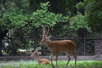 variety of deers 