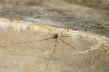 small spider with very long legs