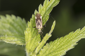 insect on the leaves of nettle, view from above 