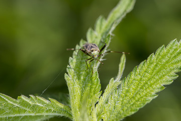 insect on the leaves of nettle