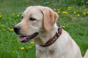 Cute labrador retriever is sitting on a green meadow. Pet animals.