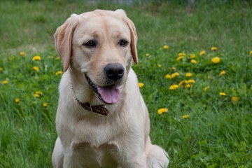 Cute labrador retriever is sitting on a spting meadow. Pet animals. Purebred dog.