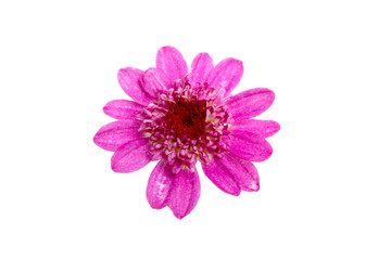 beautiful purple flower isolated on the white