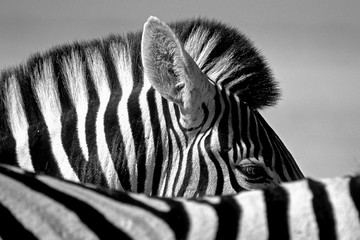 Fototapeta na wymiar Namibia - Ethosa park - Zebra head and curious eye