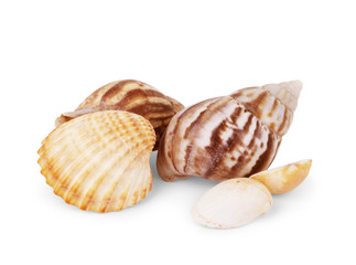 Isolated shells with white Background