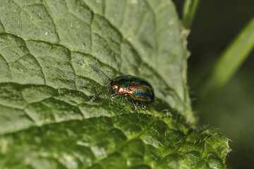 colorful beetle, amazing colors, goes through the leaf