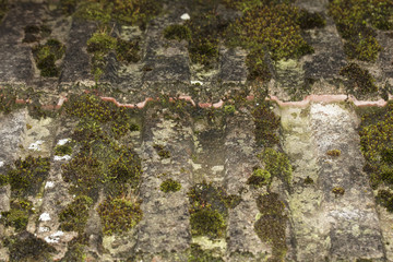 old tiles covered with moss