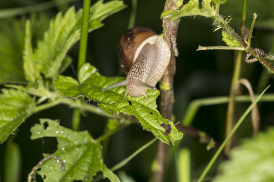 snail on the plant, eats the leaves