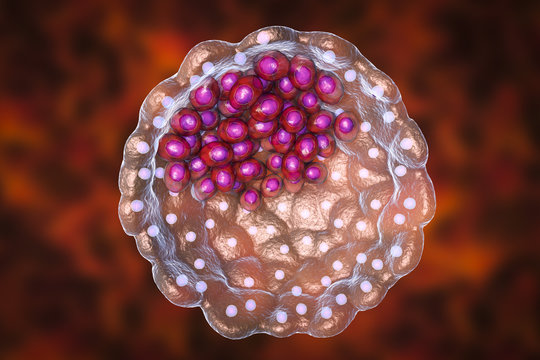 Cross-section of human blastocyst showing inner mass and trophoblast layers, 3D illustration