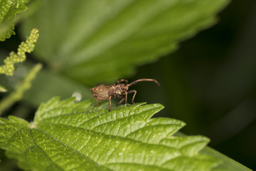 small creature on a nettle leaf