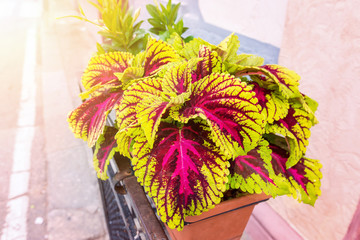 Pink and green coleus