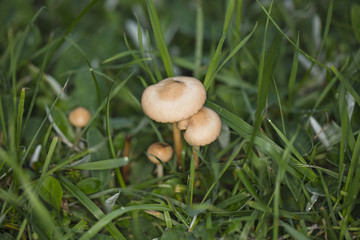 small inedible mushrooms grow on the grass