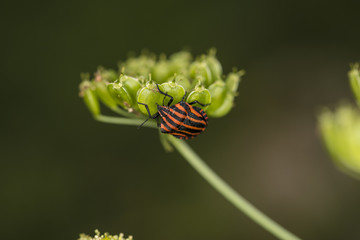 colorfull bug climbs on the green plant 