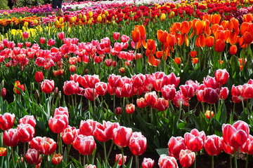 tulip, flower, spring, tulips, red, nature, flowers, garden, field, green, plant, pink, beauty, beautiful, color, colorful, blossom, purple, park, summer, floral, petal, flora, bloom, yellow