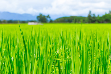 Obraz premium green fresh rice field in countryside landscape view in Thailand agriculture