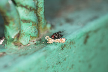 closeup of a fly during her meal