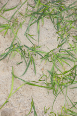 sand and grass background, top view 