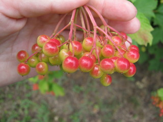 macro closeup picture red berries in a garden