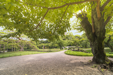 Obraz premium Japanese bridge surrounded by beautiful pines, maples and cherry trees separates lake and stall filled with lotus.