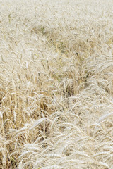 Wheat field, ripe barley, rye field with a trail, sunny day, natural background, selective focus