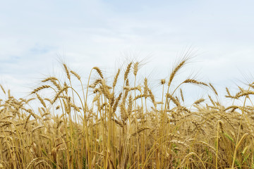 Ripe golden high spikes ripe rye field, wheat against blue sky. Sunny summer day.