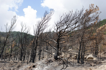 Forest fire, burned trees and land, seaside