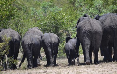 Elephant Family © FS