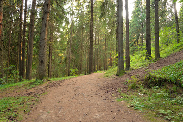 Pine forest at summer day, Russia.