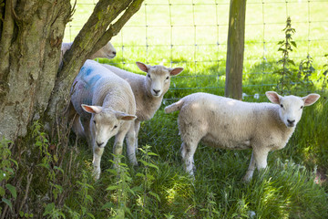 Obraz premium Walisische Schafe auf der Weide