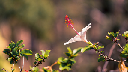 White hibiscus 