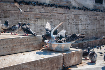 Pigeons on the steps of the New mosque in Istanbul.