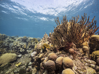 Seascape of coral reef / Caribbean Sea / Curacao with various hard and soft corals, sponges and sea fan