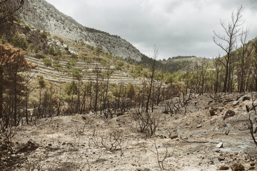 Burned land and trees, wildfire aftermath, greece