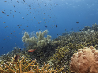 Fototapeta na wymiar Seascape of coral reef / Caribbean Sea / Curacao with various hard and soft corals, sponges and sea fan