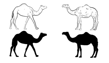 Fototapeta na wymiar Wild animals silhouette, camel