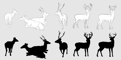 Wild animals silhouette, deer