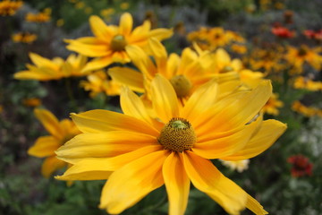 Flower impressions