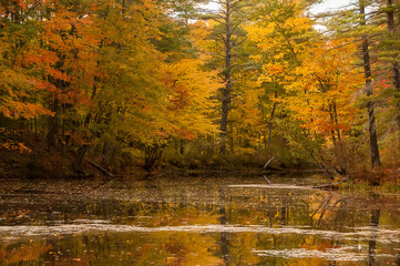 A calm lake in the forest with brightly colored autumn trees and reflections in the water. USA. Maine.
