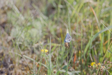 Bluebell sits on the flower stem of a ribwort plantain in a near-natural flower meadow